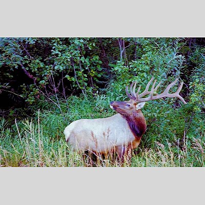 Rocky Mountain Elk Wildlife Photography